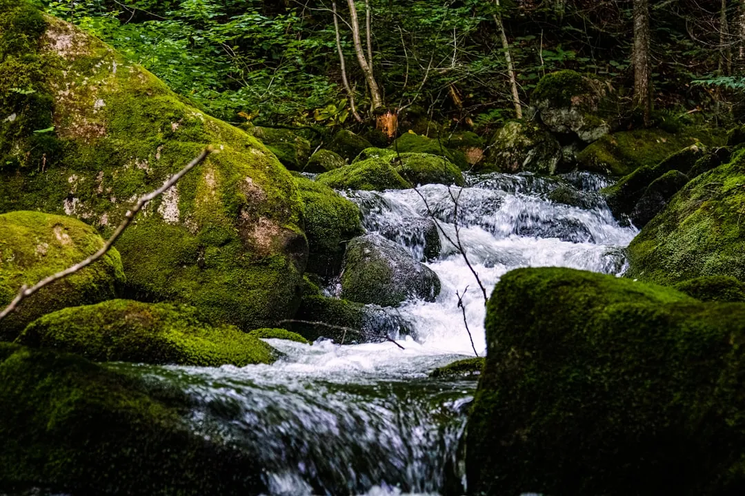 a stream running through a lush green forest
