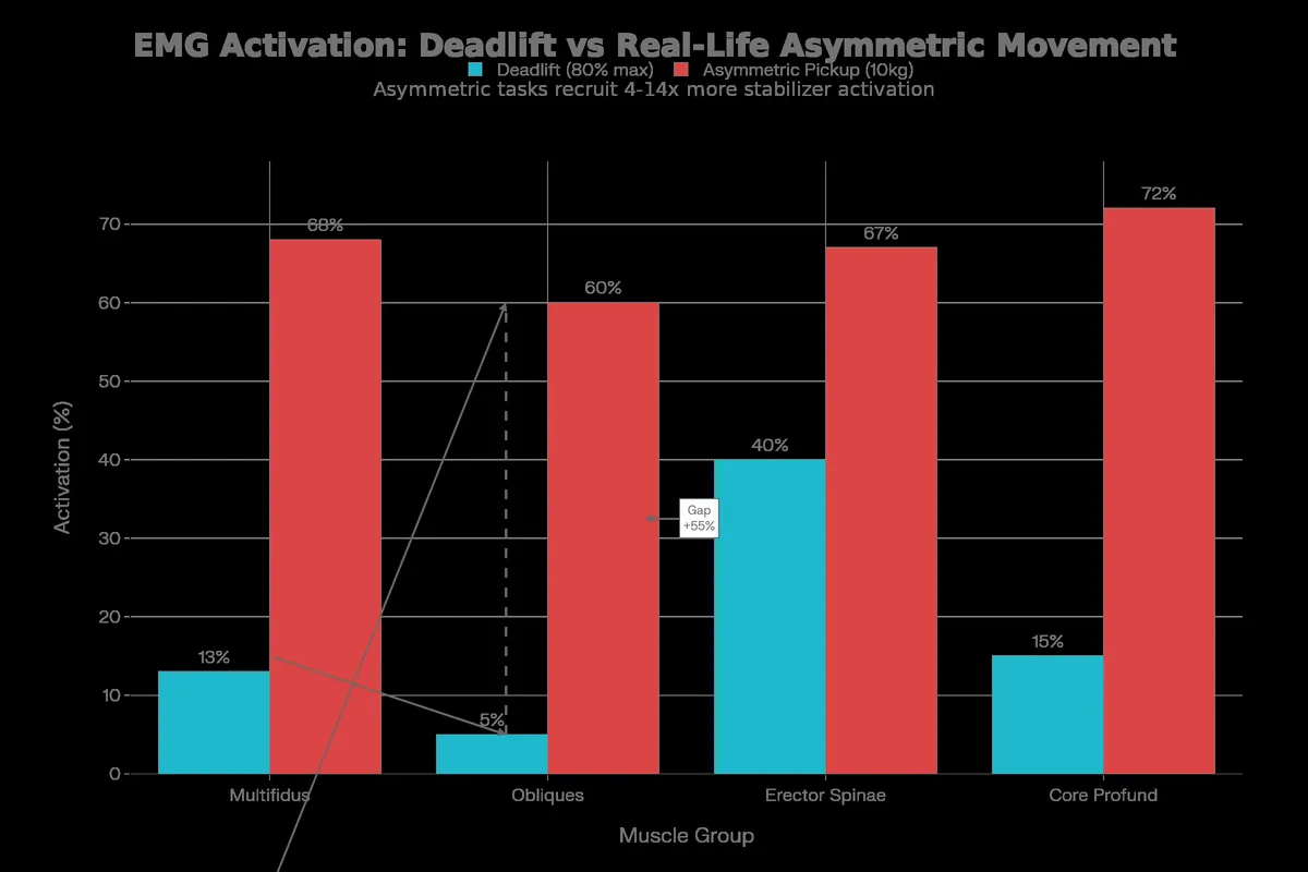 Muscle activation measured by EMG shows dramatically different recruitment patterns between traditional deadlift and real-world asymmetric movements like picking up groceries. Multifidus activation is 5x higher during asymmetric tasks, while obliques and deep core show massive increases